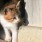 ねこって